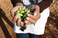 Environmental Tours
